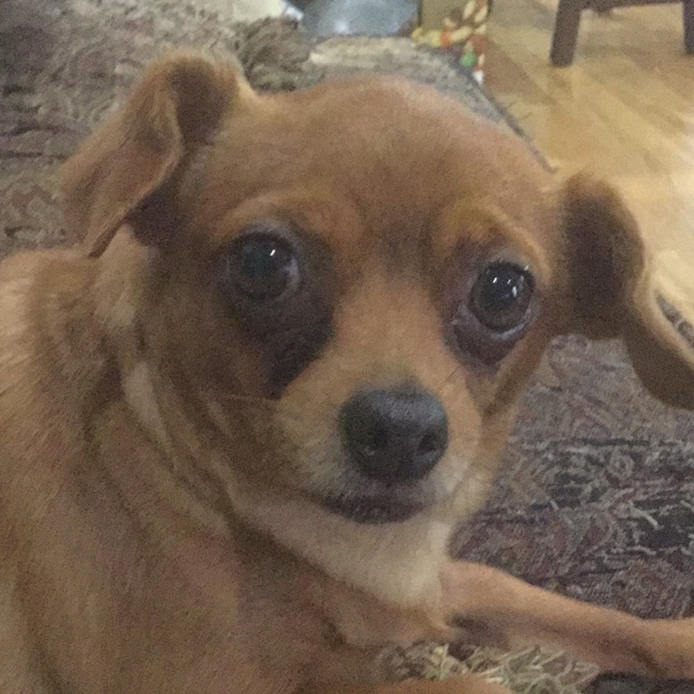 Meet your Posher, Joy